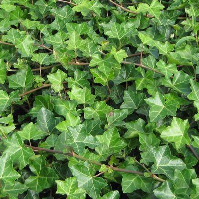 [5911] HEDERA HELIX GDT