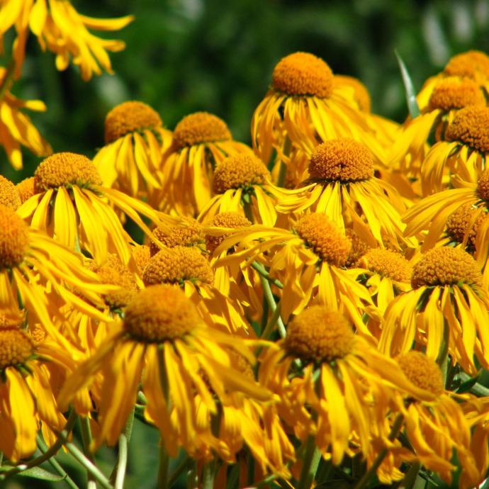 [3051] HELENIUM HOOPESII (COULEUR/VARIETE) GDT (JAUNE)