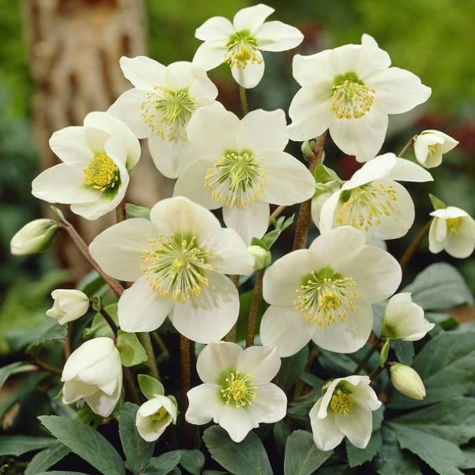 HELLEBORUS NIGER GDT