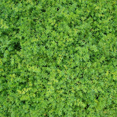 [5979] HERNIARIA GLABRA GDT