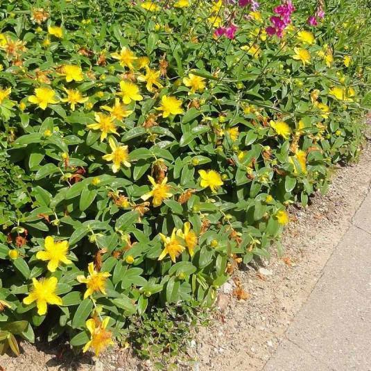 [6176] HYPERICUM CALYCINUM GDT (GDT)