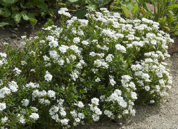 IBERIS SEMPERVIRENS GDT