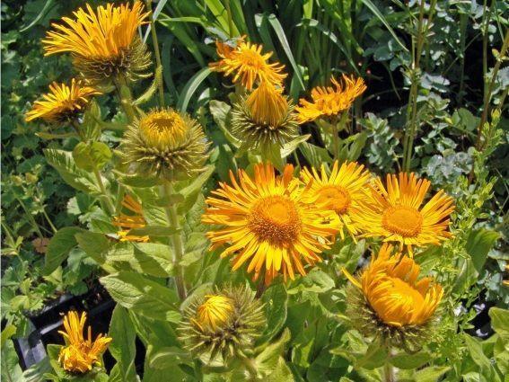 INULA ORIENTALIS GDT