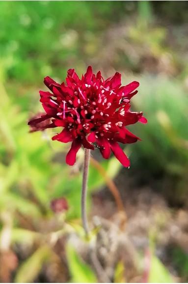 KNAUTIA MACEDONICA GDT