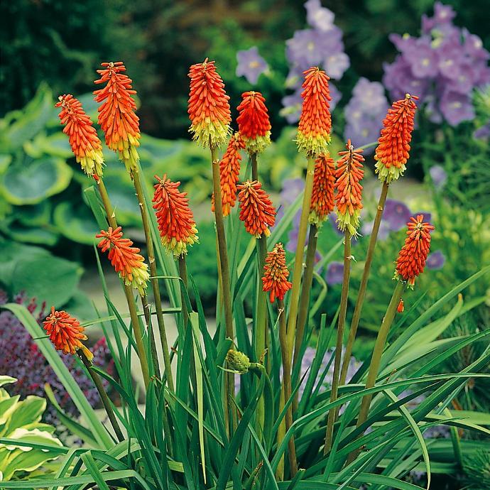 KNIPHOFIA UVARIA GDT