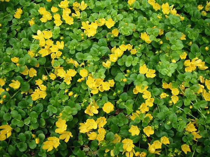LYSIMACHIA NUMMULARIA GDT