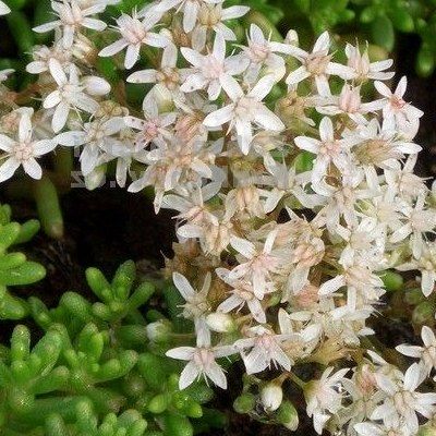 SEDUM ALBUM MURALE GDT