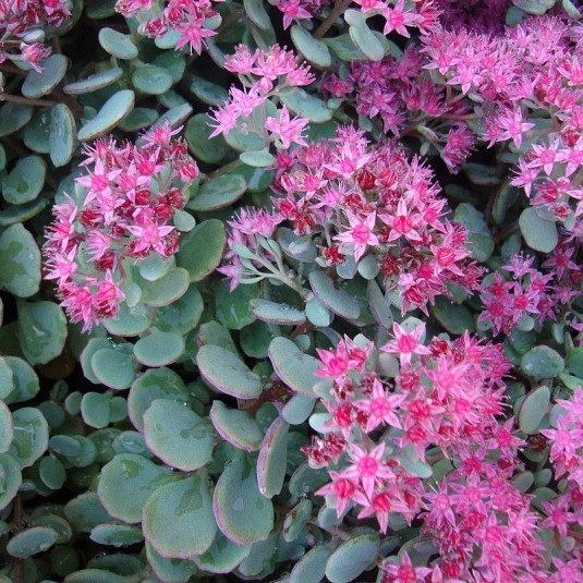 SEDUM CAUTICOLA GDT