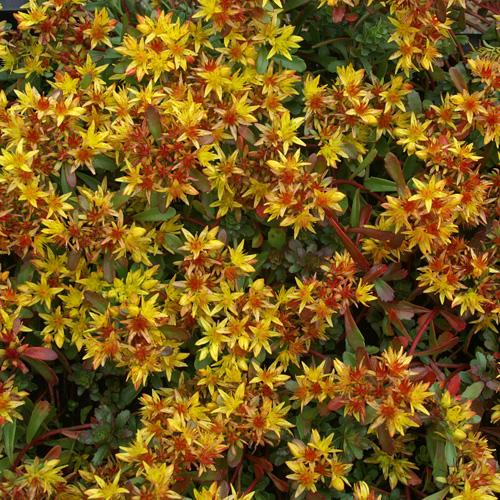 SEDUM FLORIFERUM GDT