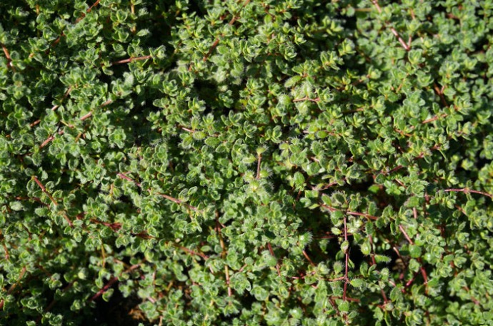 [6230] THYMUS PRAECOX GDT (ROSE)