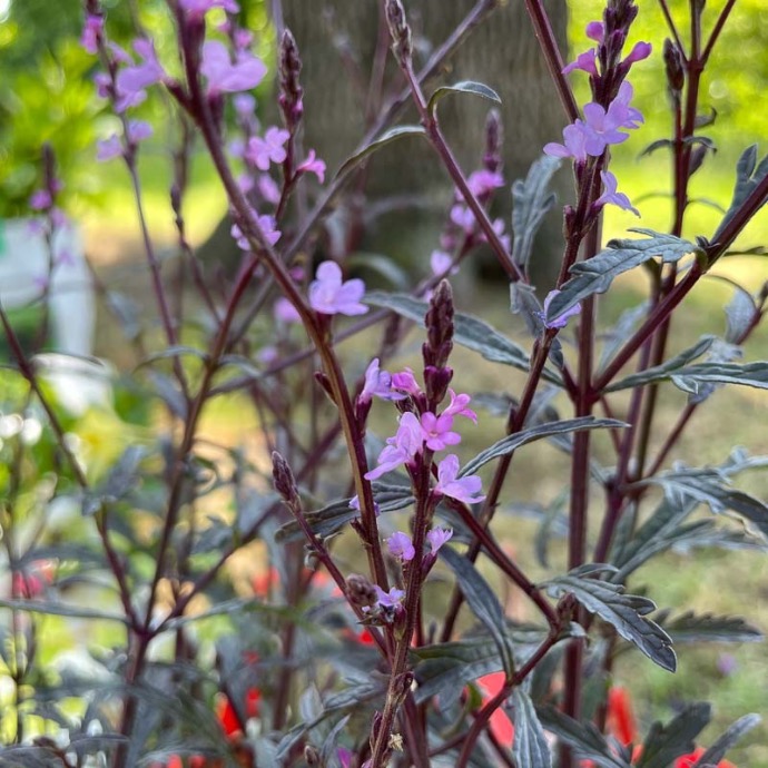 VERBENA GRANDIFLORA GDT