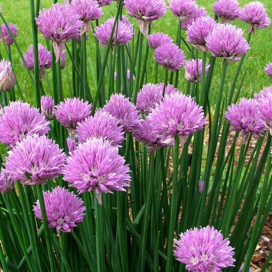 [0988] ALLIUM SCHOENOPRASUM (CIBOULETTE) GDT (LILAS)