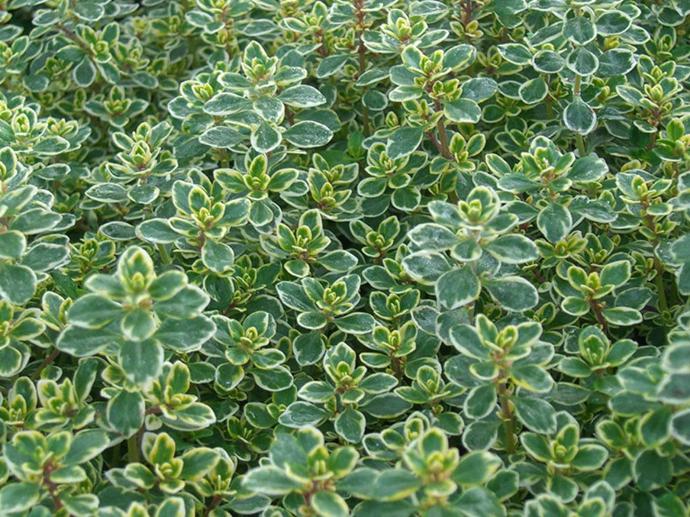 [11966] THYMUS CITRODORIUS (THYM CITRON) GDT