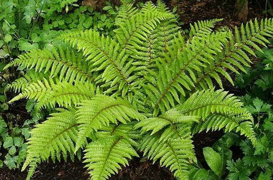 [9671] POLYSTICHUM POLYBLEPHARUM GDT