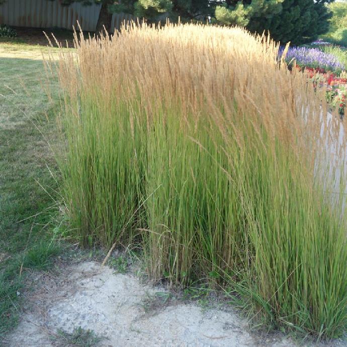 [2209] CALAMAGROSTIS ACUTIFLORA GDT