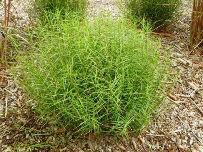 CAREX MUSKINGUMENSIS GDT