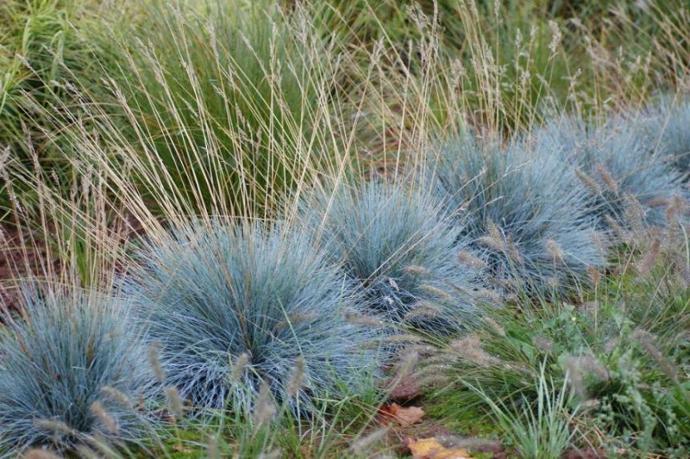 FESTUCA GLAUCA GDT
