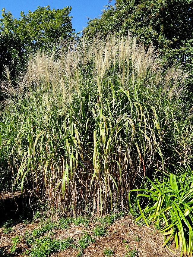MISCANTHUS FLORIDULUS GDT