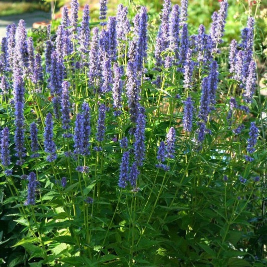 [366] AGASTACHE CLT 2-3 (POT 2-3L, POT 2-3L, Caduc, BLEU, 70)