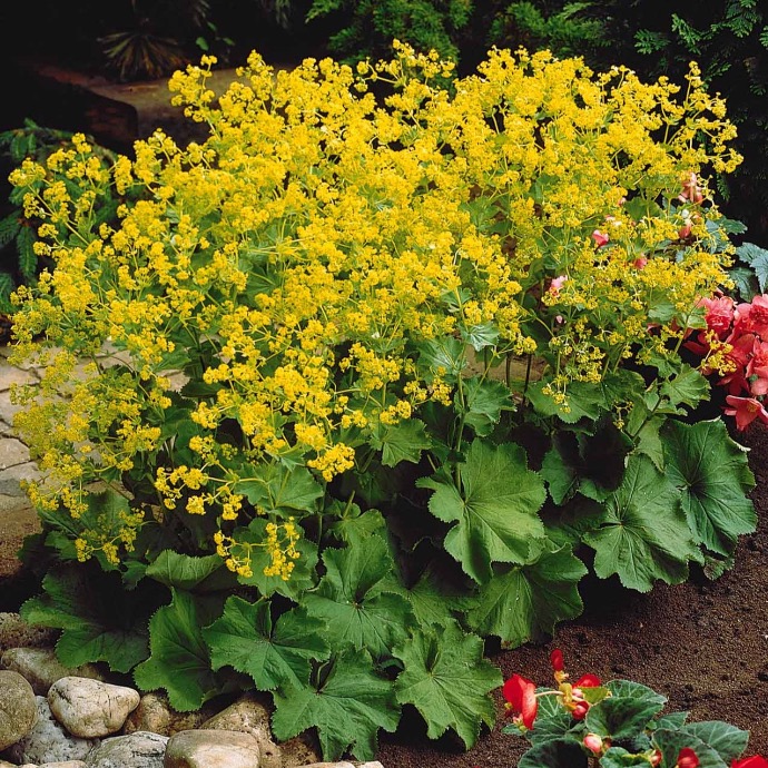 [0962] ALCHEMILLA MOLLIS CLT 1-2 (POT 1-2L, JAUNE)