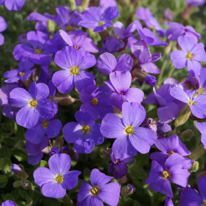 AUBRIETA DELTOÏDEA CLT 1-2