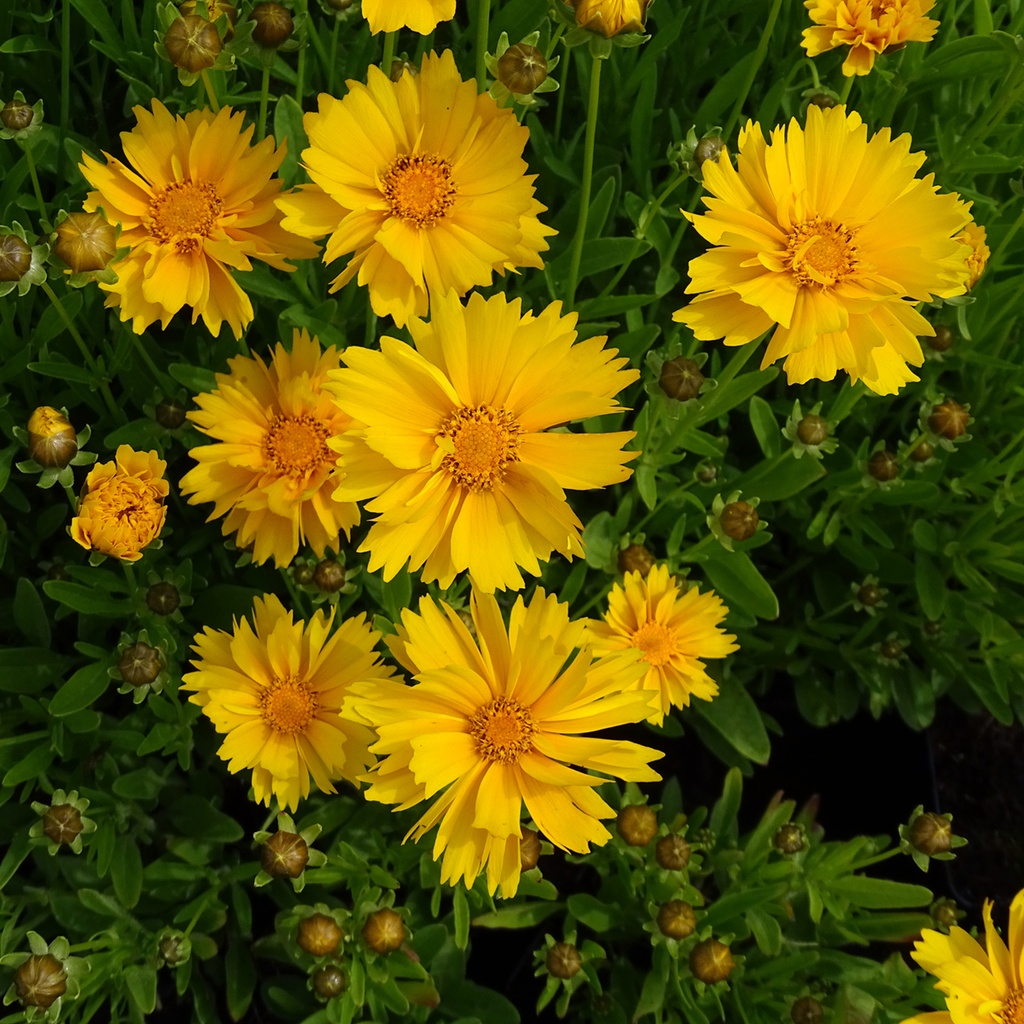COREOPSIS GRANDIFLORA SUNRAY JAUNE CLT 1