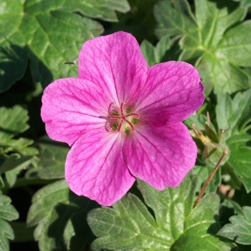 GERANIUM RIVERSLEAIANUM GDT