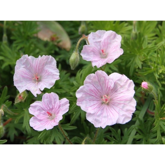 [2959] GERANIUM SANGUINEUM CLT 1-2 (ROSE)