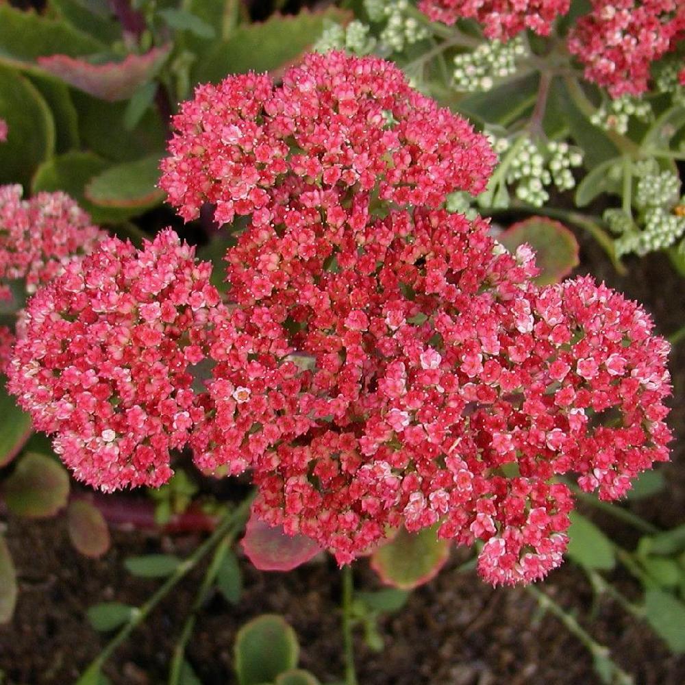 SEDUM HERBSTFREUD CLT 2-3