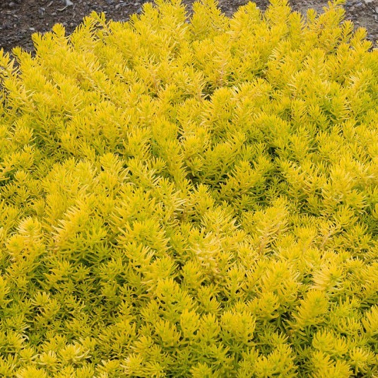 SEDUM REFLEXUM CLT 2-3