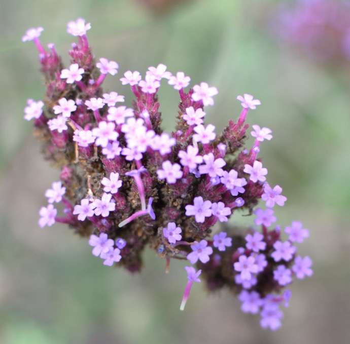 [12226] VERBENA BONARIENSIS CLT 2-3 (VIOLET)