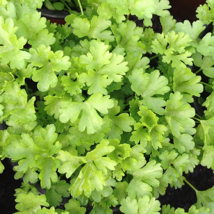 [8718] PETROSELINUM CRISPUM (PERSIL FRISÉ) CLT 1-2 (POT 1,5L)