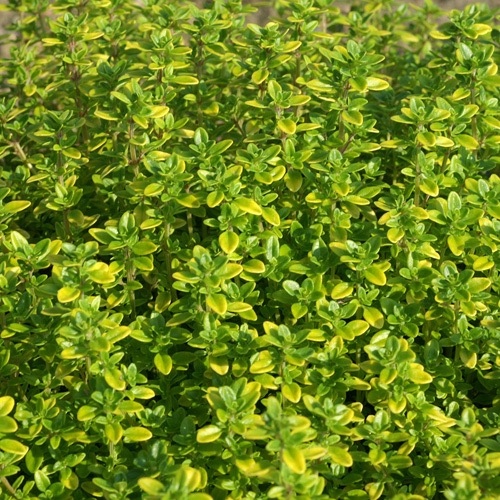 [11964] THYMUS CITRODORIUS (THYM CITRON) CLT 1-2