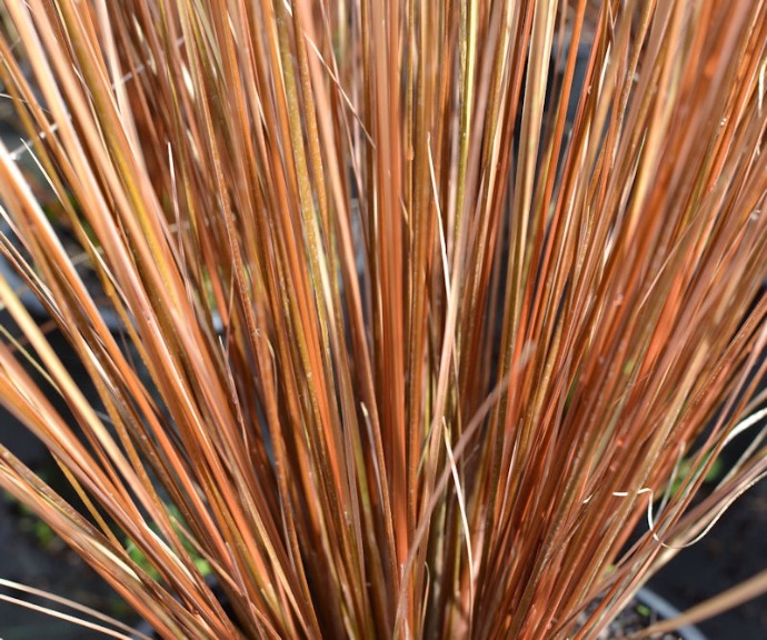 [2374] CAREX BUCHANANII GDT