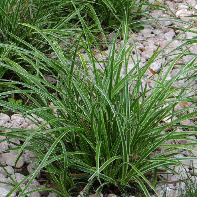 [2386] CAREX MORROWII CLT 1-2 (POT 1,5L, Panaché)