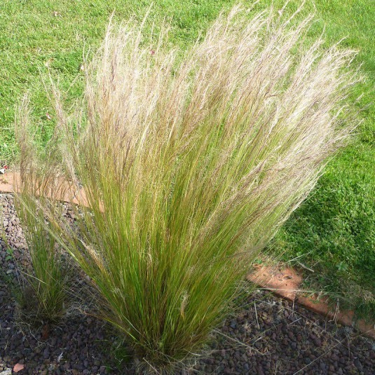 [11509] STIPA TENUIFOLIA CLT 2-3