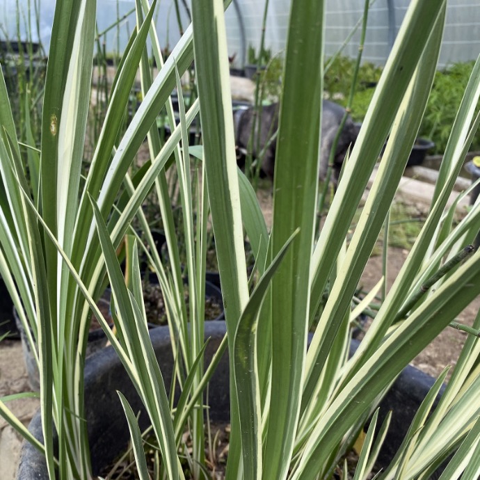 ACORUS CALAMUS VARIEGATA GDT
