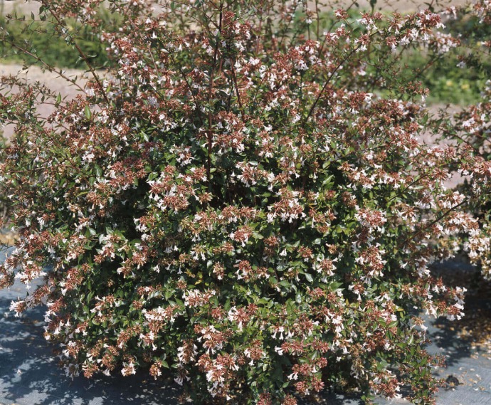 ABELIA GRANDIFLORA CLT 18 125/150