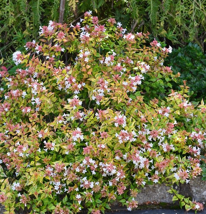 [0040] ABELIA GRANDIFLORA KALEIDOSCOPE CLT 10 BOULE 40-50 (POT 10L, BOULE, 35-40)