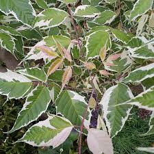 [0234] ACER NEGUNDO FLAMINGO 60/80 (POT 3L)