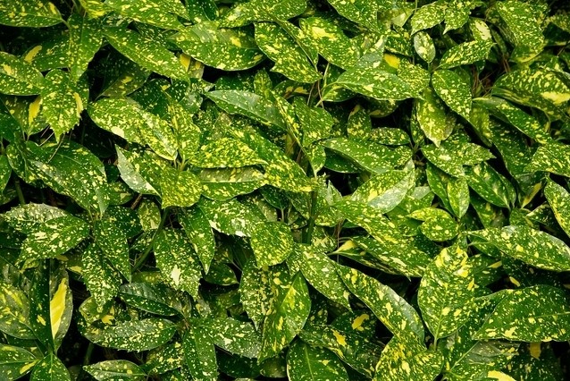 AUCUBA JAPONICA VARIEGATA CLT 10 60/80