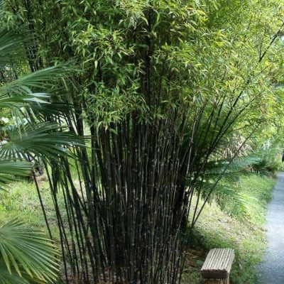 BAMBUSA PHYLLOSTACHYS NIGRA CLT 10 125/150