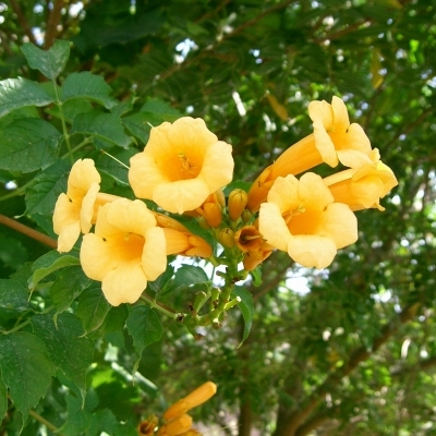 CAMPSIS RADICANS CLT 30 TIGE TRESSEE 8-10