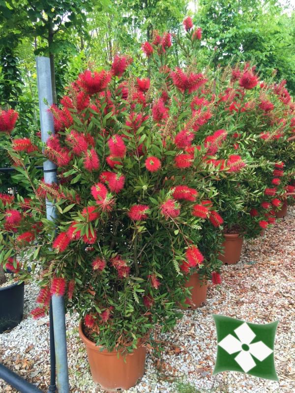CALLISTEMON LAEVIS CLT 18-30 100/125