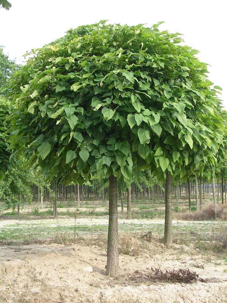 CATALPA BIGNONIOIDES NANA (C. BUNGEI) CLT 130 TIGE 20-25