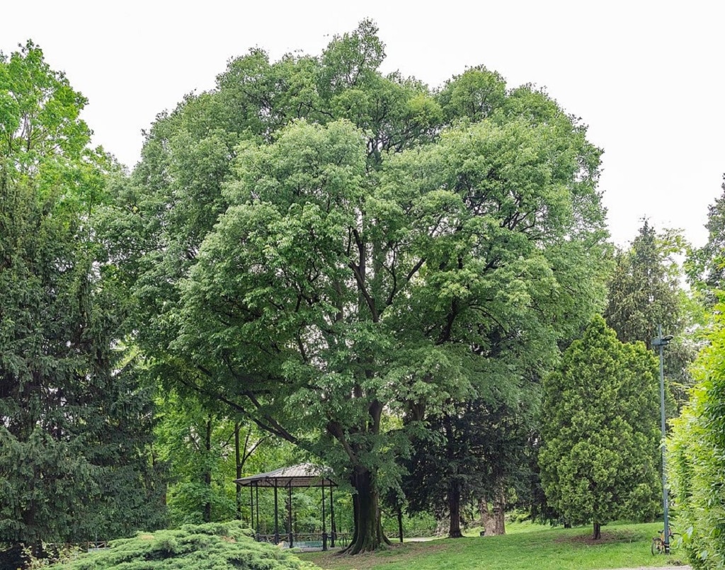 CELTIS AUSTRALIS (MICOCOUILIER) TIGE 14-16