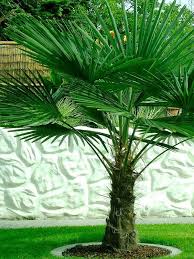 [2987] CHAMAEROPS EXCELSA (TRACHYCARPUS FORTUNEI) CLT 15 TRONC T15/20 (POT 15L)
