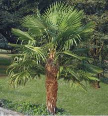 CHAMAEROPS EXCELSA (TRACHYCARPUS FORTUNEI) CLT 35 TRONC T50/60