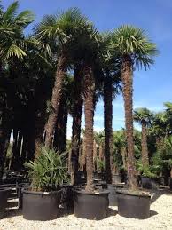 [2985] CHAMAEROPS EXCELSA (TRACHYCARPUS FORTUNEI) CLT 110 TRONC T180/200 (POT 110L)