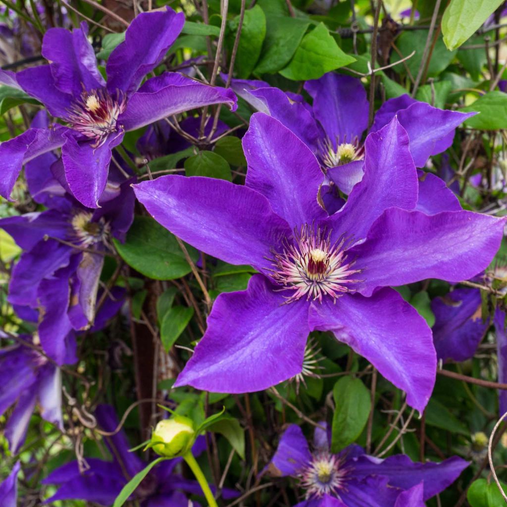[3264] CLEMATIS THE PRESIDENT CLT 7 175/200